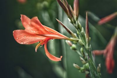 Close-up of wet flower blooming outdoors