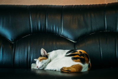 Cat sleeping on sofa