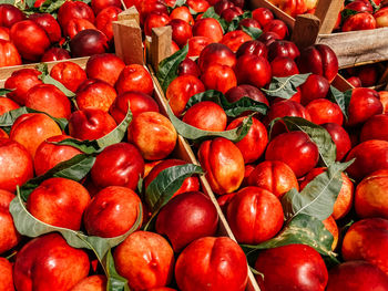 Full frame shot of tomatoes