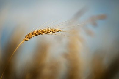 Close-up of plant against blurred background