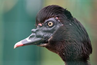 Close-up of a bird