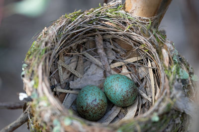 Helping with a university study. i got to see some yellow robin eggs close-up.
