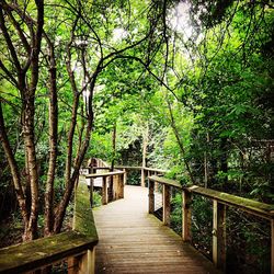 Narrow walkway along trees