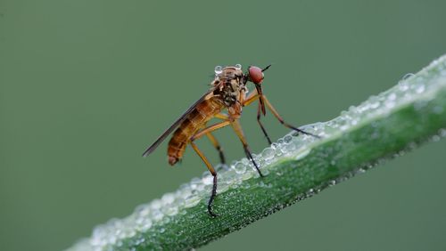 Close-up of insect on plant