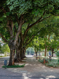 Empty road amidst trees in park