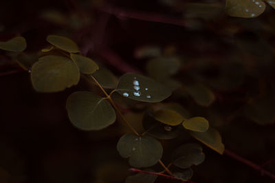 Close-up of raindrops on leaves