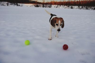 Dog with ball in snow