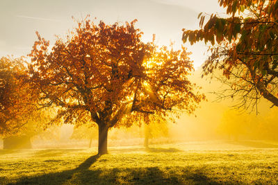 Sunlight streaming through trees during autumn