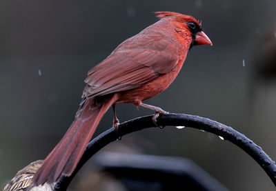 A male northern cardinal on the backyard bird feeder