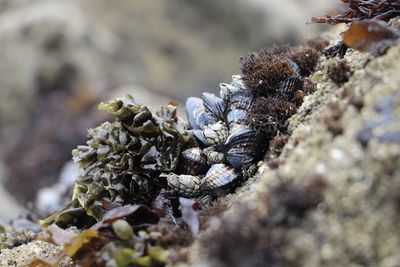 Close-up of shells on the beach