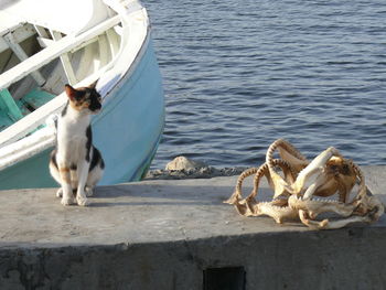 View of a dog drinking water from boat