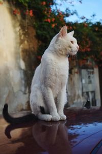 Close-up of cat sitting outdoors