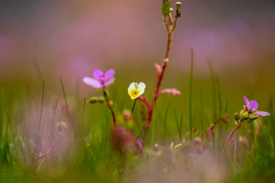 Close-up of pink crocus flowers on field