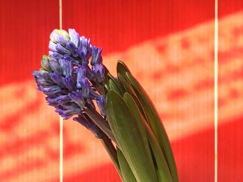 Close-up of flower blooming outdoors