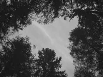 Low angle view of trees against sky