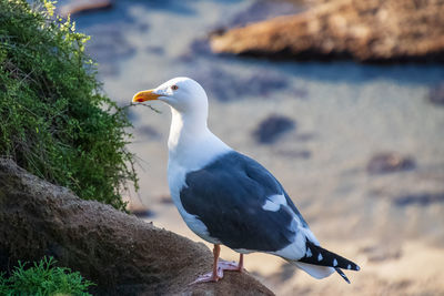 Close-up of seagull perching on rock