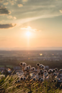 Close-up of plant on field against sky during sunset