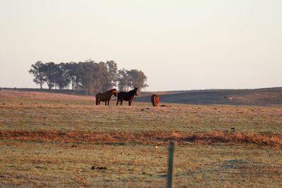 Horses on field against clear sky