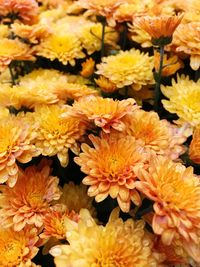 Close-up of yellow flowers