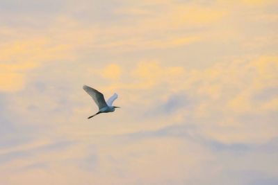 Low angle view of seagull flying in sky