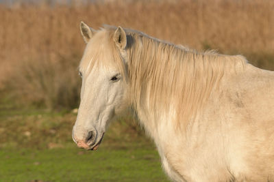 Horse on nature. portrait of a white horse