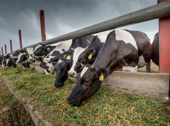 Cows grazing against the sky