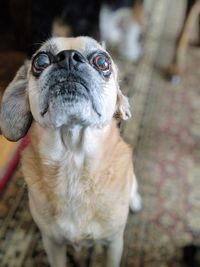 Close-up of dog looking up while sitting at home