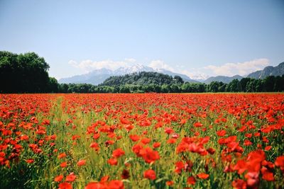 Close-up of poppy flowers in field