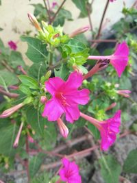 Close-up of pink flowers blooming outdoors