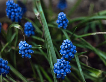 Close-up of blue flowering plants