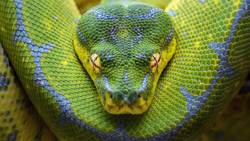 Close-up of green snake