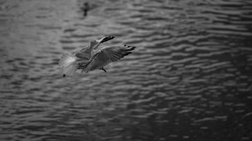 Close-up of bird flying over lake