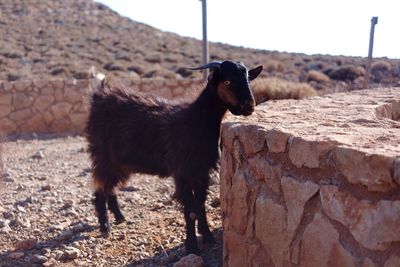 Goat standing by stone wall by hill