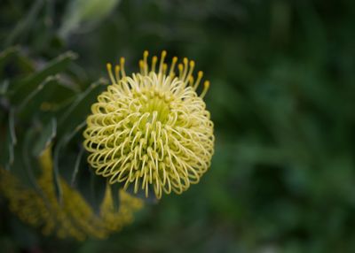 Close-up of yellow flowering plant