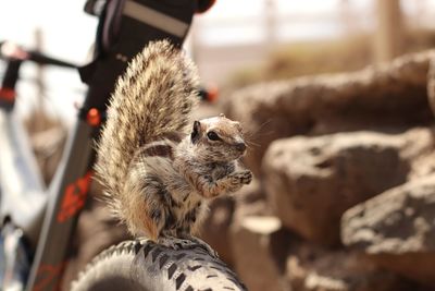 Close-up of squirrel