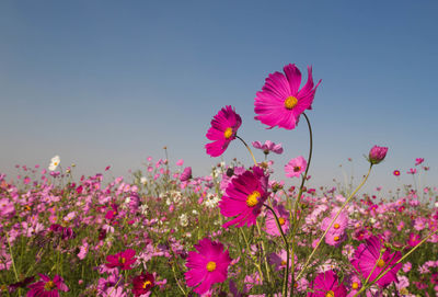 Close-up of pink cosmos flowers against clear sky