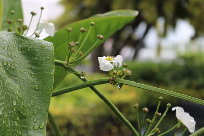 Close-up of white flowering plant