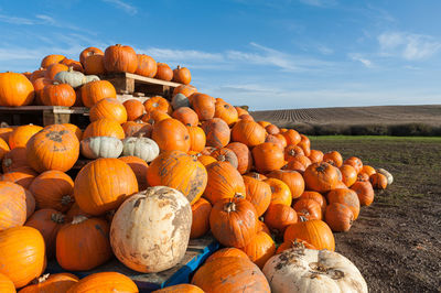 Full frame, close-up at pile of freshly collected pumpkins from the field in autumn.