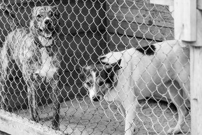 View of chainlink fence in cage at zoo