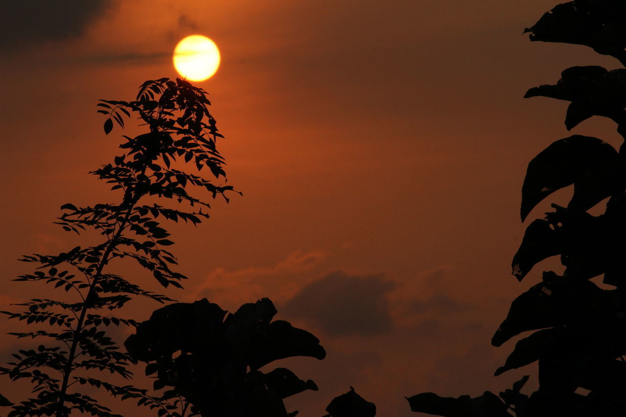 SILHOUETTE PLANTS AGAINST SKY DURING SUNSET