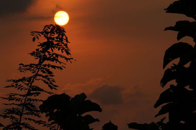 Low angle view of silhouette plants against sky during sunset