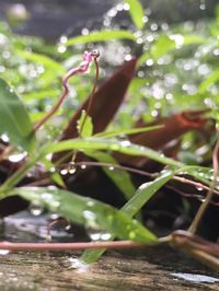 Close-up of insect on plant