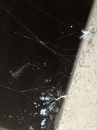 spider web