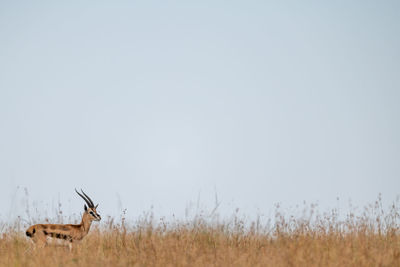 Thomson gazelle in long grass on horizon