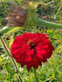 Close-up of red flower blooming on field