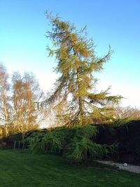 Scenic view of grassy field against blue sky