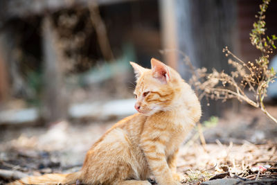 View of a cat looking away