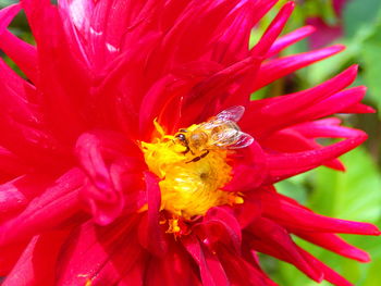 Close-up of bee on red flower