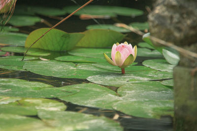 Close-up of lotus water lily in pond