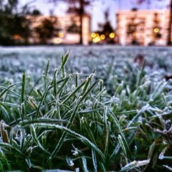 Close-up of snow on field